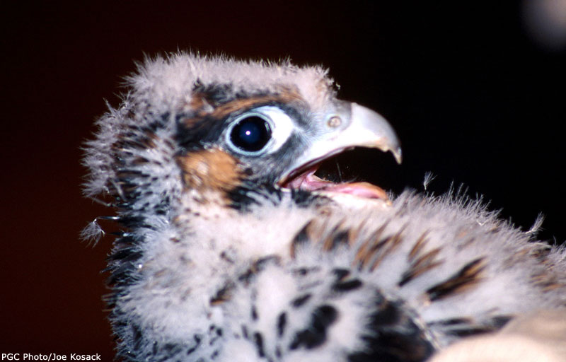 Pollo h. peregrino